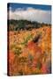 Autumn Hillside, New Hampshire-Vincent James-Stretched Canvas