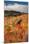 Autumn Hillside, New Hampshire-Vincent James-Mounted Photographic Print