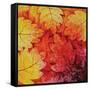 Autumn Hues I-Blue Fish-Framed Stretched Canvas