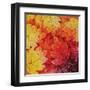 Autumn Hues I-Blue Fish-Framed Art Print