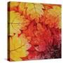 Autumn Hues I-Blue Fish-Stretched Canvas