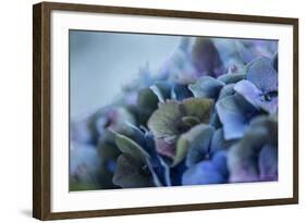 Autumn Hydrangea IV-Rita Crane-Framed Photographic Print