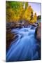 Autumn in Bishop Creek, Mountains, Eastern Sierras-Vincent James-Mounted Premium Photographic Print