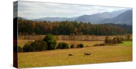 Autumn in Cades Cove, Smoky Mountains National Park, Tennessee, USA-Anna Miller-Stretched Canvas