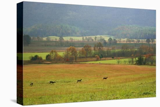 Autumn in Cades Cove, Smoky Mountains National Park, Tennessee, USA-Anna Miller-Stretched Canvas