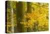 Autumn in Corkova Uvala with Silver Fir, European Beech and Spruce Trees, Plitvice Lakes Np,Croatia-Biancarelli-Stretched Canvas