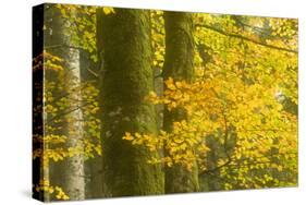 Autumn in Corkova Uvala with Silver Fir, European Beech and Spruce Trees, Plitvice Lakes Np,Croatia-Biancarelli-Stretched Canvas