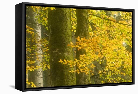 Autumn in Corkova Uvala with Silver Fir, European Beech and Spruce Trees, Plitvice Lakes Np,Croatia-Biancarelli-Framed Stretched Canvas