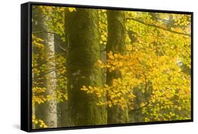 Autumn in Corkova Uvala with Silver Fir, European Beech and Spruce Trees, Plitvice Lakes Np,Croatia-Biancarelli-Framed Stretched Canvas