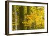 Autumn in Corkova Uvala with Silver Fir, European Beech and Spruce Trees, Plitvice Lakes Np,Croatia-Biancarelli-Framed Photographic Print