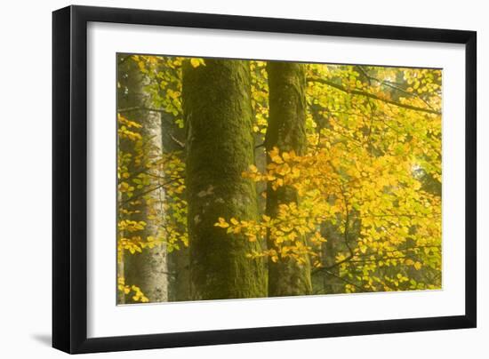 Autumn in Corkova Uvala with Silver Fir, European Beech and Spruce Trees, Plitvice Lakes Np,Croatia-Biancarelli-Framed Photographic Print