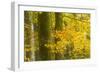 Autumn in Corkova Uvala with Silver Fir, European Beech and Spruce Trees, Plitvice Lakes Np,Croatia-Biancarelli-Framed Photographic Print