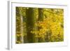 Autumn in Corkova Uvala with Silver Fir, European Beech and Spruce Trees, Plitvice Lakes Np,Croatia-Biancarelli-Framed Photographic Print