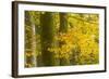 Autumn in Corkova Uvala with Silver Fir, European Beech and Spruce Trees, Plitvice Lakes Np,Croatia-Biancarelli-Framed Photographic Print