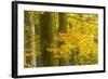 Autumn in Corkova Uvala with Silver Fir, European Beech and Spruce Trees, Plitvice Lakes Np,Croatia-Biancarelli-Framed Photographic Print