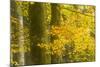Autumn in Corkova Uvala with Silver Fir, European Beech and Spruce Trees, Plitvice Lakes Np,Croatia-Biancarelli-Mounted Photographic Print