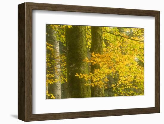 Autumn in Corkova Uvala with Silver Fir, European Beech and Spruce Trees, Plitvice Lakes Np,Croatia-Biancarelli-Framed Photographic Print