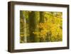 Autumn in Corkova Uvala with Silver Fir, European Beech and Spruce Trees, Plitvice Lakes Np,Croatia-Biancarelli-Framed Photographic Print