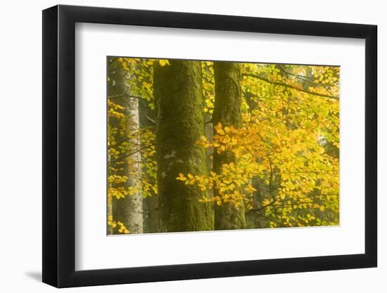 Autumn in Corkova Uvala with Silver Fir, European Beech and Spruce Trees, Plitvice Lakes Np,Croatia-Biancarelli-Framed Photographic Print