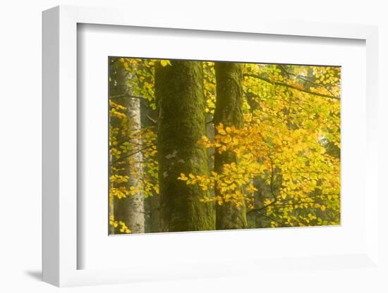Autumn in Corkova Uvala with Silver Fir, European Beech and Spruce Trees, Plitvice Lakes Np,Croatia-Biancarelli-Framed Photographic Print