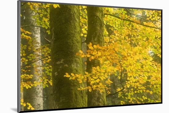 Autumn in Corkova Uvala with Silver Fir, European Beech and Spruce Trees, Plitvice Lakes Np,Croatia-Biancarelli-Mounted Photographic Print