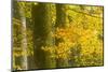 Autumn in Corkova Uvala with Silver Fir, European Beech and Spruce Trees, Plitvice Lakes Np,Croatia-Biancarelli-Mounted Photographic Print