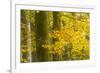 Autumn in Corkova Uvala with Silver Fir, European Beech and Spruce Trees, Plitvice Lakes Np,Croatia-Biancarelli-Framed Photographic Print