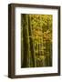 Autumn in Corkova Uvala with Silver Fir, European Beech and Spruce Trees, Plitvice Lakes Np,Croatia-Biancarelli-Framed Photographic Print