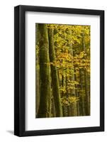 Autumn in Corkova Uvala with Silver Fir, European Beech and Spruce Trees, Plitvice Lakes Np,Croatia-Biancarelli-Framed Photographic Print