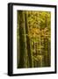 Autumn in Corkova Uvala with Silver Fir, European Beech and Spruce Trees, Plitvice Lakes Np,Croatia-Biancarelli-Framed Photographic Print