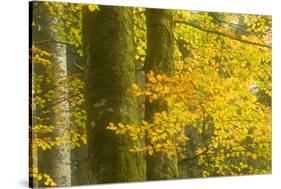 Autumn in Corkova Uvala with Silver Fir, European Beech and Spruce Trees, Plitvice Lakes Np,Croatia-Biancarelli-Stretched Canvas