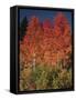 Autumn in Grand Tetons National Park, Wyoming, USA-Dee Ann Pederson-Framed Stretched Canvas