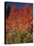 Autumn in Grand Tetons National Park, Wyoming, USA-Dee Ann Pederson-Stretched Canvas