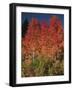 Autumn in Grand Tetons National Park, Wyoming, USA-Dee Ann Pederson-Framed Photographic Print