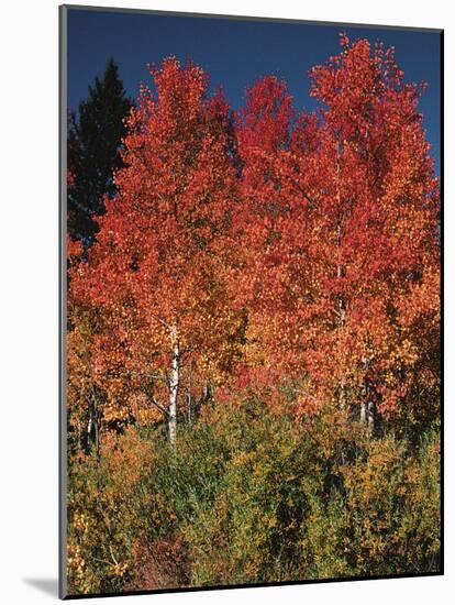 Autumn in Grand Tetons National Park, Wyoming, USA-Dee Ann Pederson-Mounted Photographic Print