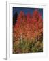 Autumn in Grand Tetons National Park, Wyoming, USA-Dee Ann Pederson-Framed Photographic Print