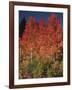 Autumn in Grand Tetons National Park, Wyoming, USA-Dee Ann Pederson-Framed Photographic Print