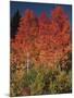 Autumn in Grand Tetons National Park, Wyoming, USA-Dee Ann Pederson-Mounted Photographic Print