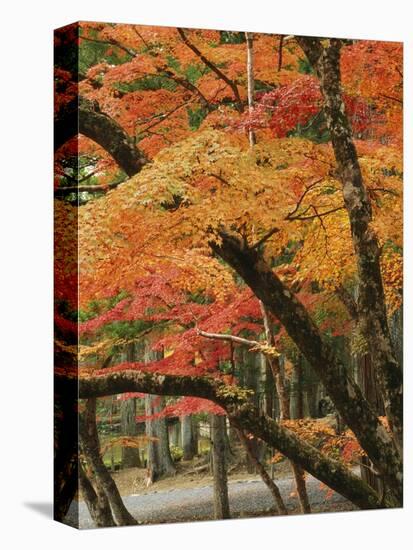 Autumn in Koya-san-Christophe Boisvieux-Stretched Canvas