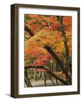 Autumn in Koya-san-Christophe Boisvieux-Framed Photographic Print