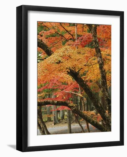 Autumn in Koya-san-Christophe Boisvieux-Framed Photographic Print