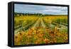 Autumn in Leonetti Vineyard, Walla Walla, Washington, USA-Richard Duval-Framed Stretched Canvas