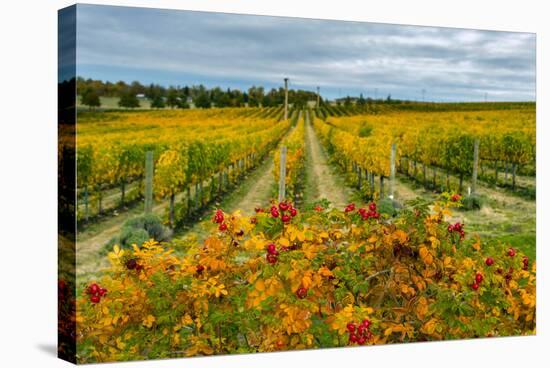Autumn in Leonetti Vineyard, Walla Walla, Washington, USA-Richard Duval-Stretched Canvas