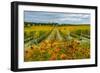 Autumn in Leonetti Vineyard, Walla Walla, Washington, USA-Richard Duval-Framed Photographic Print