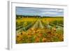 Autumn in Leonetti Vineyard, Walla Walla, Washington, USA-Richard Duval-Framed Photographic Print