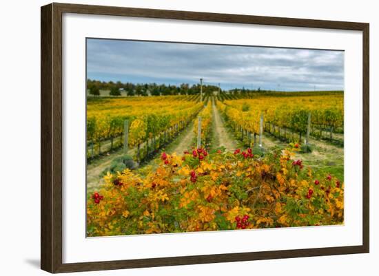 Autumn in Leonetti Vineyard, Walla Walla, Washington, USA-Richard Duval-Framed Photographic Print