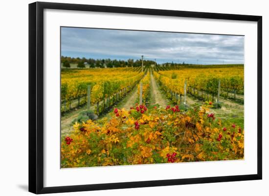 Autumn in Leonetti Vineyard, Walla Walla, Washington, USA-Richard Duval-Framed Photographic Print