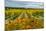 Autumn in Leonetti Vineyard, Walla Walla, Washington, USA-Richard Duval-Mounted Photographic Print