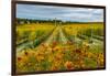 Autumn in Leonetti Vineyard, Walla Walla, Washington, USA-Richard Duval-Framed Photographic Print