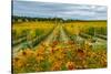 Autumn in Leonetti Vineyard, Walla Walla, Washington, USA-Richard Duval-Stretched Canvas